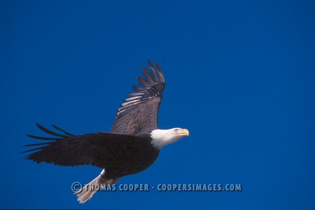 Bald Eagles - 2003