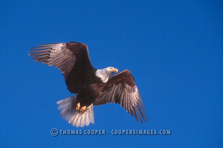 Bald Eagles - 2004