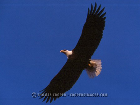 Bald Eagles - 2004