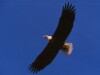 Bald Eagles - 2004