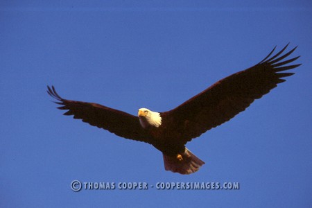 Bald Eagles - 2004