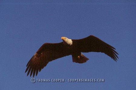 Bald Eagles - 2004