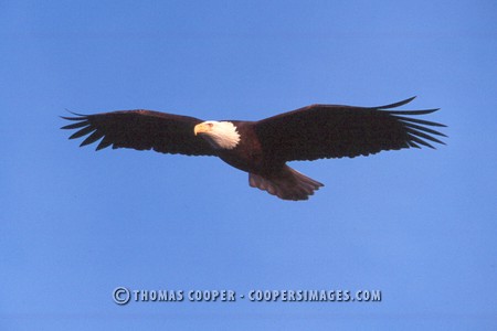 Bald Eagles - 2004