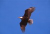 Bald Eagles - 2004