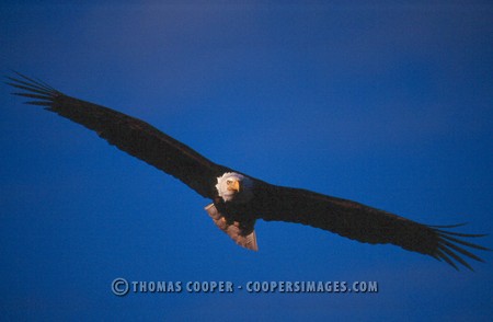 Bald Eagles - 2002