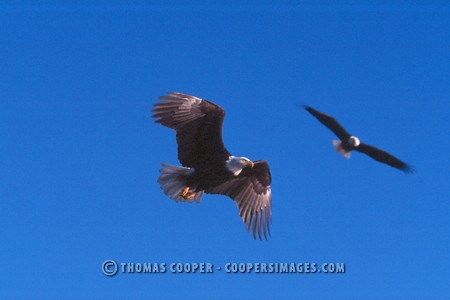 Bald Eagles - 2004