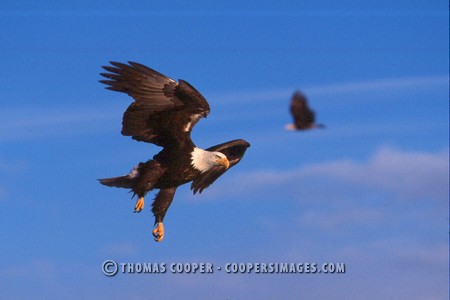 Bald Eagles - 2004