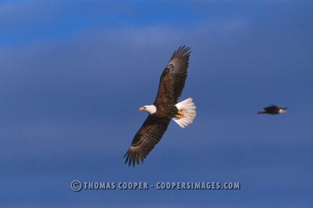 Bald Eagles - 2004