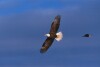 Bald Eagles - 2004