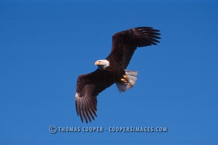 Bald Eagles - 2004