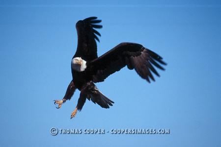 Bald Eagles - 2002