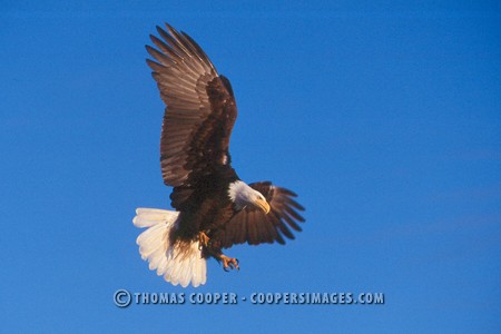 Bald Eagles - 2004