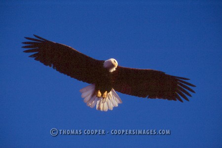 Bald Eagles - 2004