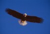 Bald Eagles - 2004