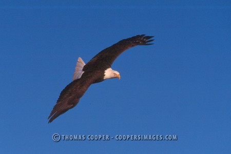 Bald Eagles - 2004