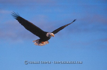 Bald Eagles - 2004