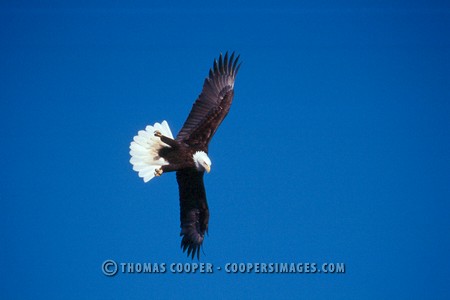 Bald Eagles - 2002