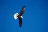 Bald Eagles - 2002