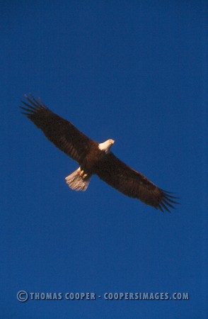 Bald Eagles - 2004