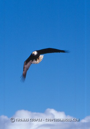 Bald Eagles - 2004