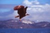 Bald Eagles - 2004