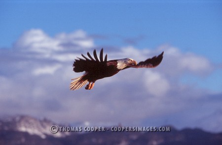 Bald Eagles - 2004