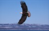 Bald Eagles - 2002