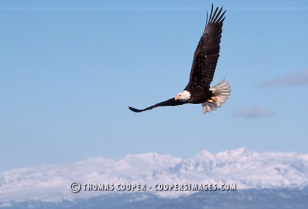 Bald Eagles - 2004