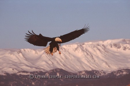 Bald Eagles - 2004