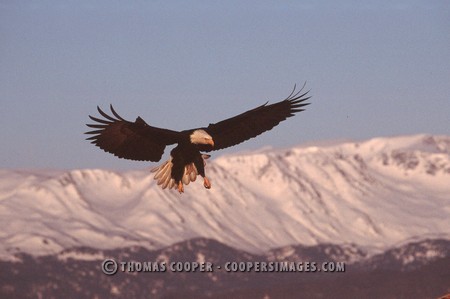 Bald Eagles - 2004