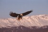 Bald Eagles - 2004