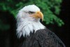 Bald Eagles - 1999