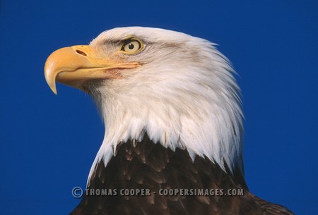 Bald Eagles - 2004