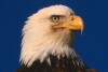 Bald Eagles - 2004