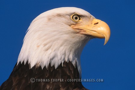 Bald Eagles - 2004