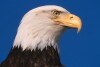 Bald Eagles - 2004