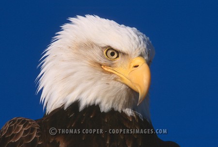 Bald Eagles - 2002