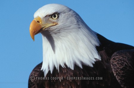 Bald Eagles - 2004