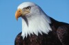 Bald Eagles - 2004