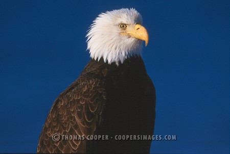 Bald Eagles - 2004