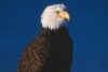 Bald Eagles - 2004