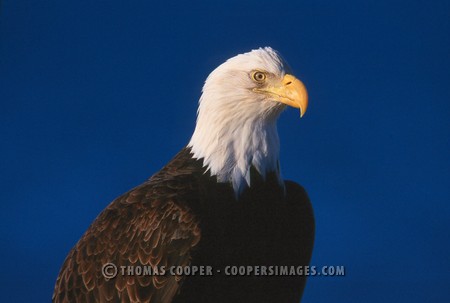 Bald Eagles - 2004