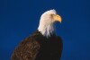 Bald Eagles - 2004