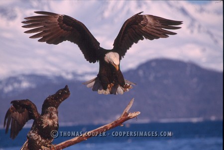 Bald Eagles - 2002