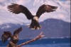 Bald Eagles - 2002