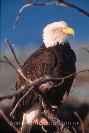 Bald Eagles - 2002