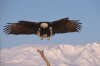 Bald Eagles - 2004