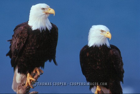 Bald Eagles - 2004