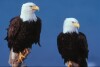 Bald Eagles - 2004