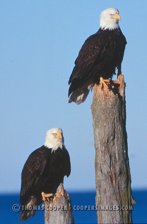 Bald Eagles - 2003